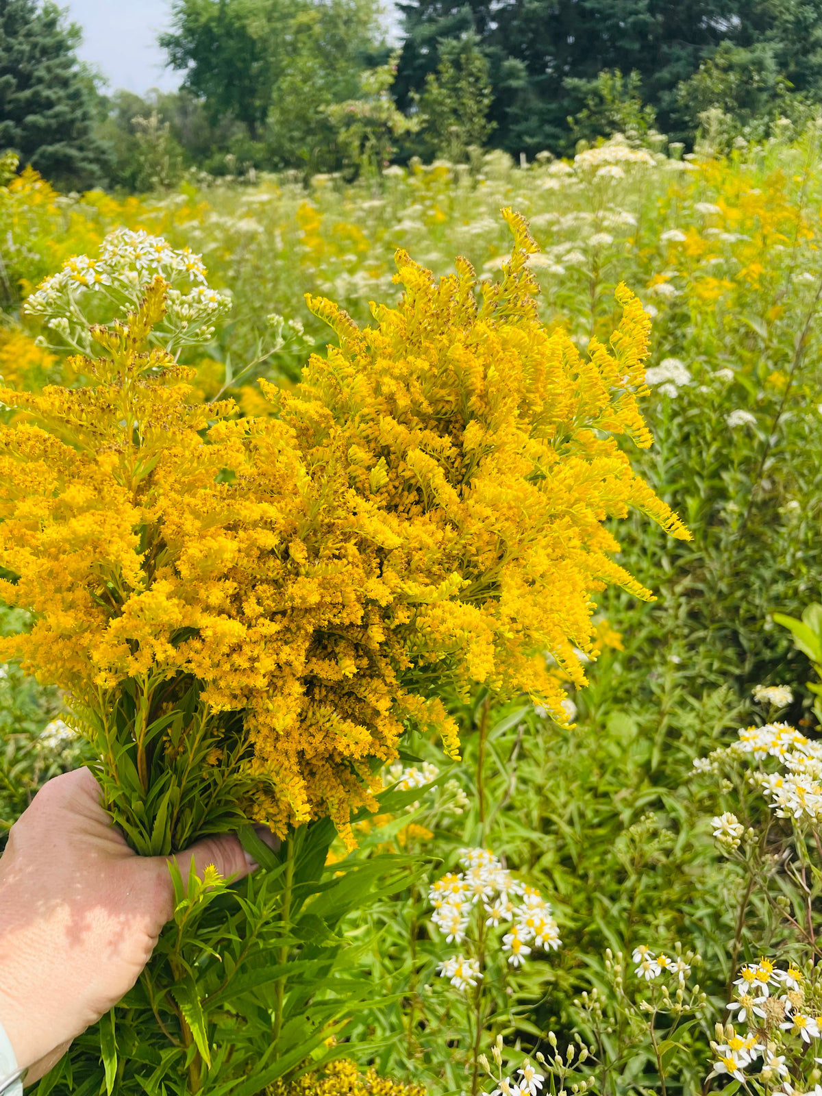 Organic Dried Goldenrod Herb Leaves and Flowers - Teas