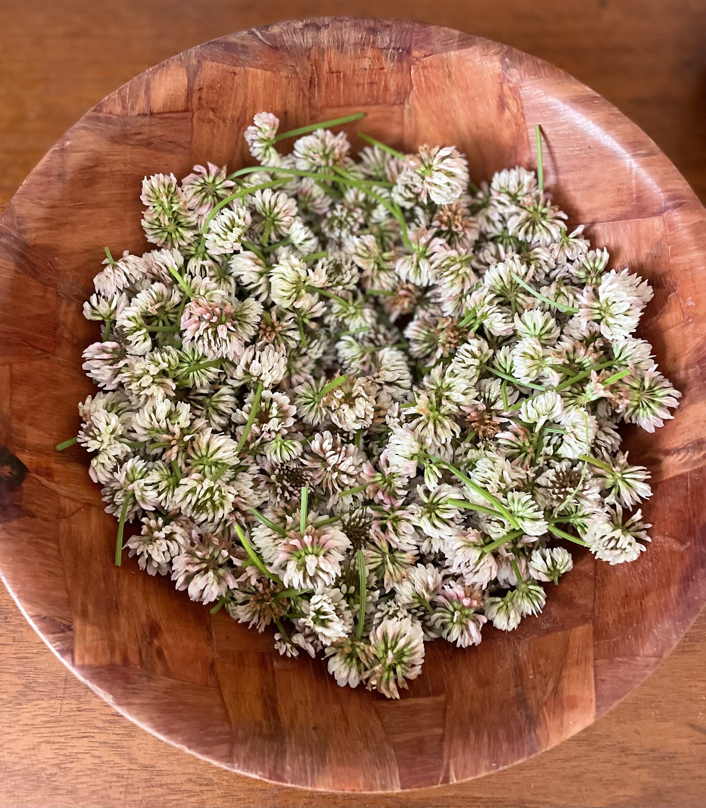 Organic Dried White Clover Flower/ Tea/ Meadow Harvested/ Mostly Buds/ 1 oz.