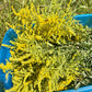 Organic Dried Goldenrod Herb Leaves and Flowers - Teas