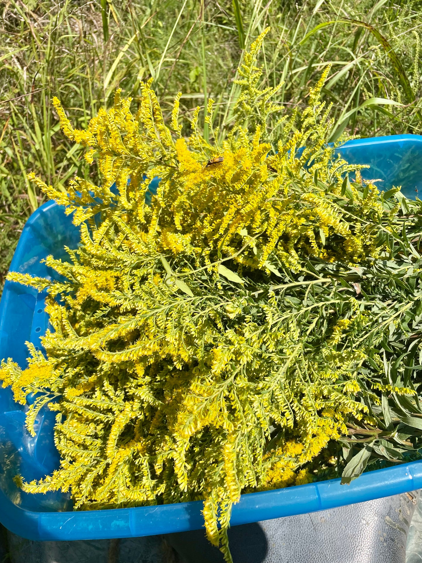 Organic Dried Goldenrod Herb Leaves and Flowers - Teas