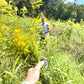 Organic Dried Goldenrod Herb Leaves and Flowers - Teas