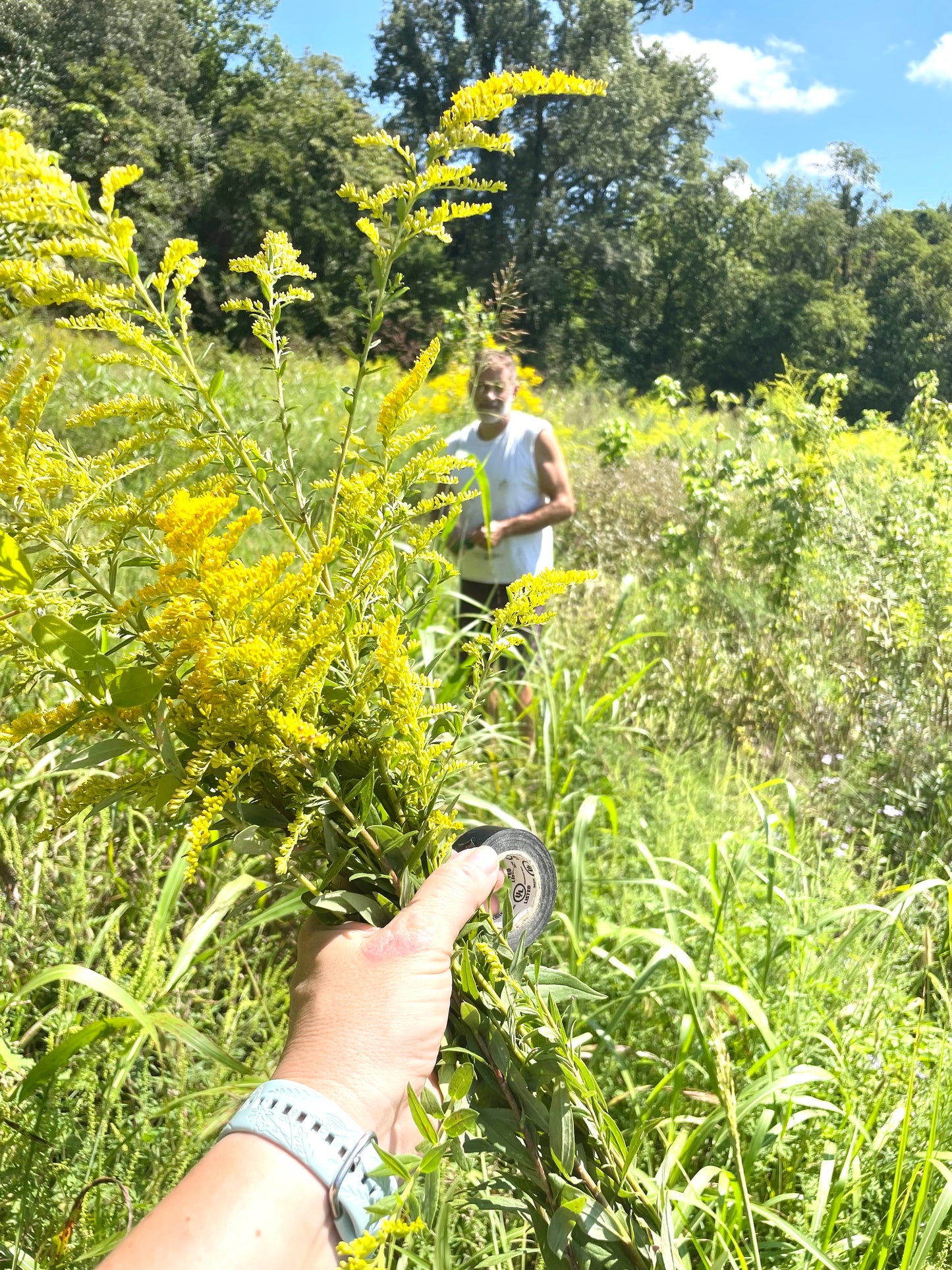 Organic Dried Goldenrod Herb Leaves and Flowers - Teas