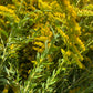 Organic Dried Goldenrod Herb Leaves and Flowers - Teas