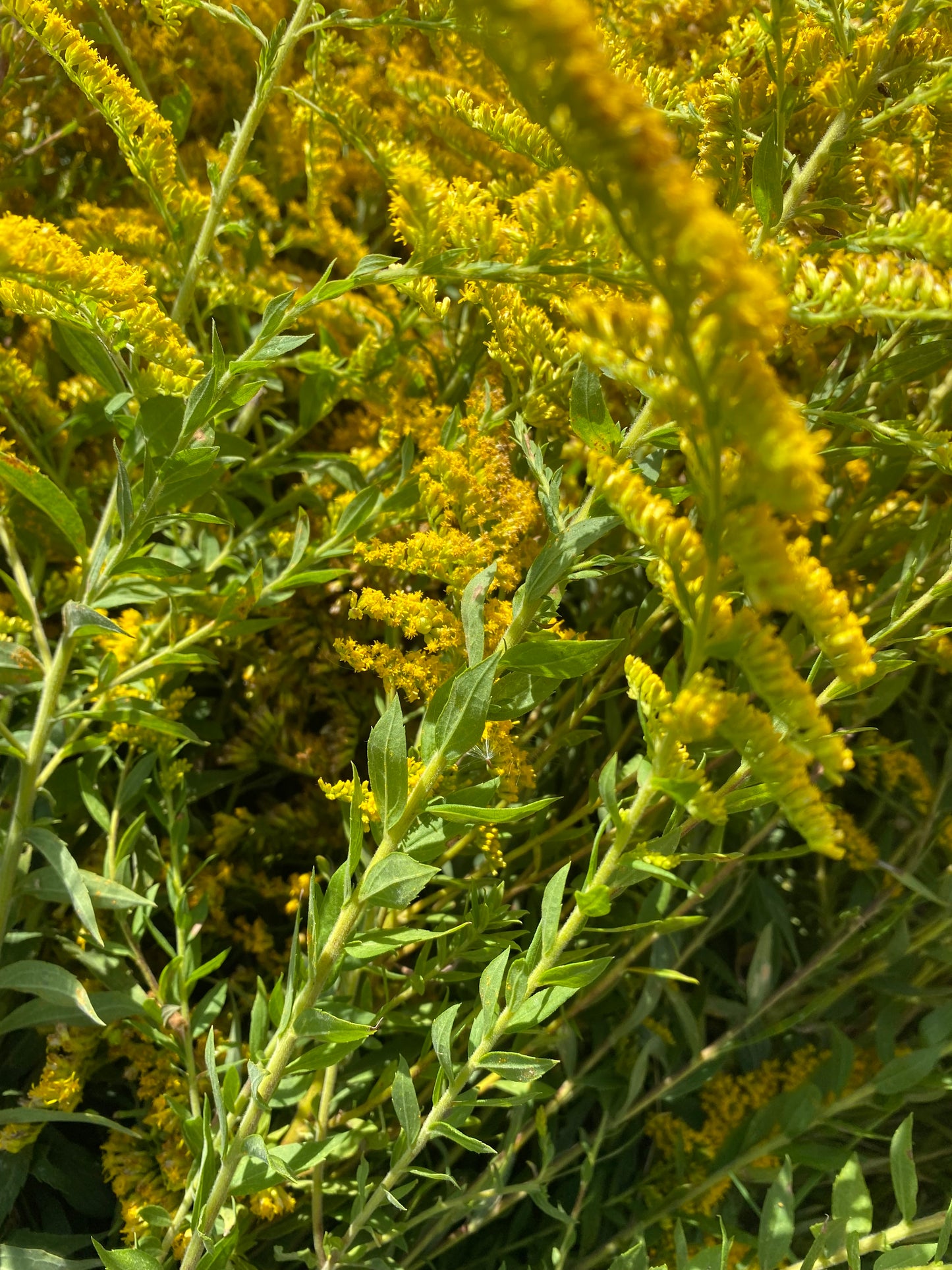 Organic Dried Goldenrod Herb Leaves and Flowers - Teas