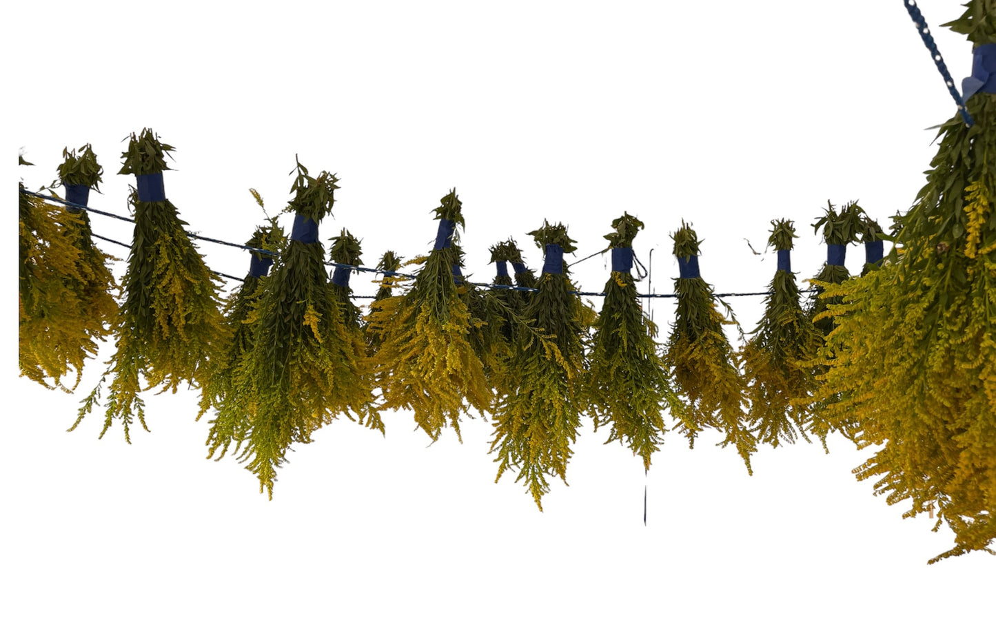 Organic Dried Goldenrod Herb Leaves and Flowers - Teas