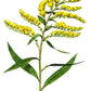 Organic Dried Goldenrod Herb Leaves and Flowers - Teas